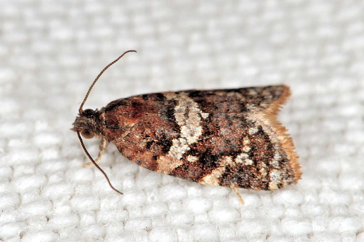 Olindia schumacherana ? - cf. Argyrotaenia ljungiana